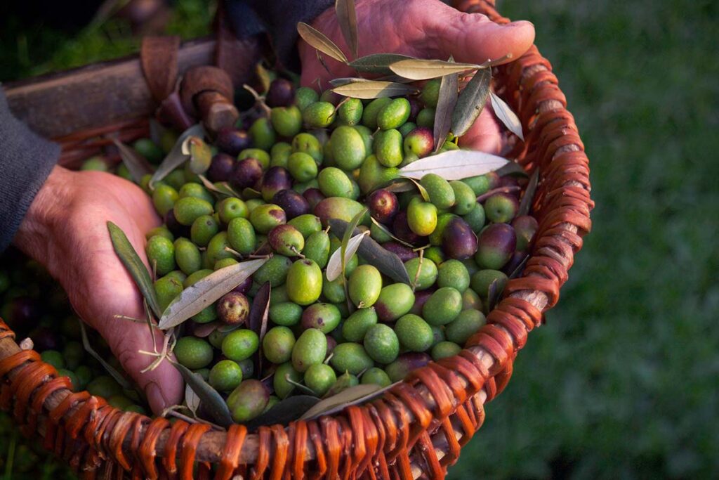 olio-oliva